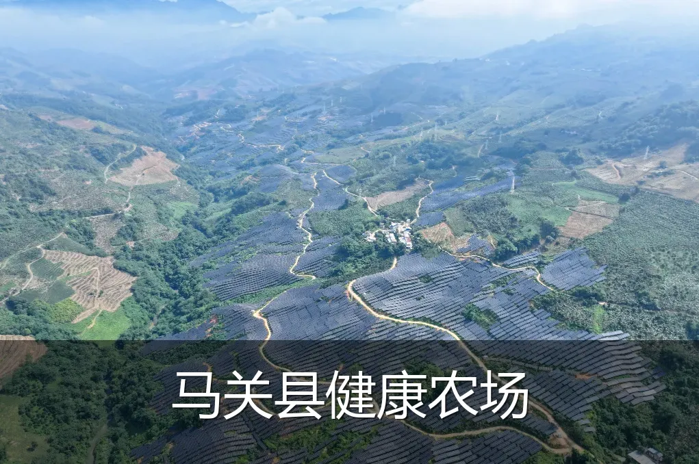 马关县健康农场